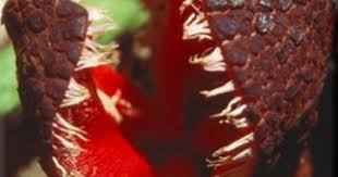 Image result for Hydnora
