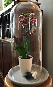 Orchid Under Cloche Orchid Flowers Last For Months Under A Cloche Created By Floraphile Garden Design Orchid Flower Garden Design Orchids