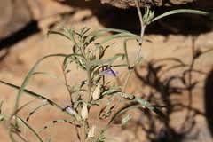 Image result for Anticharis senegalensis