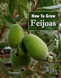 This is the most common guava that is eaten fresh.it has lovely white fruit that turns light yellow. How To Grow Feijoas Pineapple Guava Pineapple Guava Tree Guava Plant