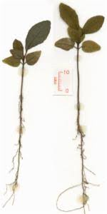 Image result for Embelia ruminata