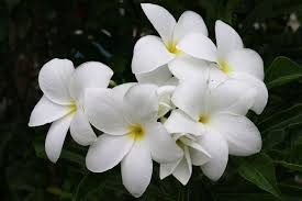 Plumeria Pudica Plumeria Pudica Plumeria Flowers House Plants