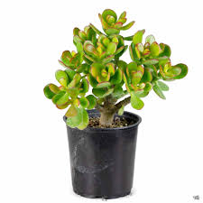 Image result for Crassula granvikii
