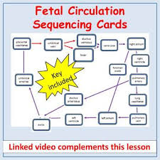 fetal circulation path of blood manipulative cards