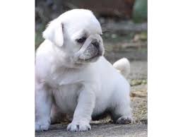 They are actually accessible for you on our website. Pug Puppies Ready To Go Animals Holland Michigan Announcement Pug Puppies Pug Puppies For Adoption Pug Puppies For Sale