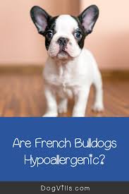 Affectionate friendly charming social loving great family dog. Are French Bulldogs Hypoallergenic Dogs Hypoallergenic Dog Breed Puppy Training French Bulldog