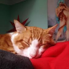 Saris Cat Sleep Bedroom Art Oilpainting Kitten Colorful Mylove Sarman Kedi Uyku Instacat Pet Miskin Igers Instavscocam Ige Kedi Uyku Tintin