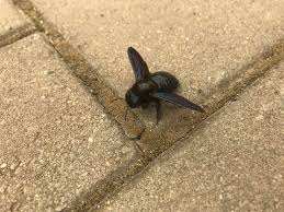 Bumblebees have a large structure on their hind legs known as a pollen basket that is often. Croatia Looks Like Black Bumblebee Whatsthisbug