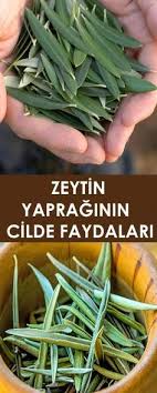 Zeytin Yapraginin Cilde Faydalari Vipbakim Saglik Cil Evde Hazirlabilen Ilaclar