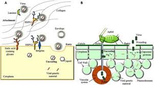 Unlike the eukaryotic cells of plants and, animal cells do not have a cell wall. Frontiers Extracellular Matrix In Plants And Animals Hooks And Locks For Viruses Microbiology