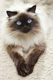 Are Himalayan Cats Hypoallergenic Allergy Management For You And Your Kitty The Pets And Love