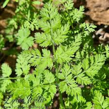 Image result for Apiaceae