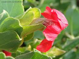 Image result for Petalidium bracteatum