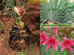 Image result for Amaryllidaceae