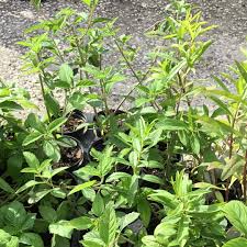 Image result for Lippia