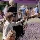 Milan Lavendar Harvest Festival