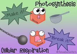 A Little Science Funny To Help Keep Photosynthesis And Cellular Respiration Separate In Photosynthesis And Cellular Respiration Biology Lessons Photosynthesis
