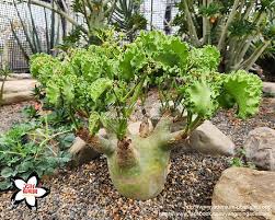 Image result for Cyphostemma congestum