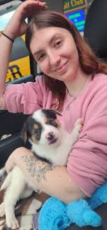 Dazzle's pedigree: sire and dam both owned by me