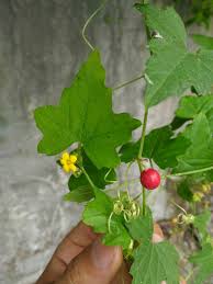 Image result for Cucumis maderaspatanus