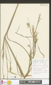 Image result for Strophanthus gardeniiflorus