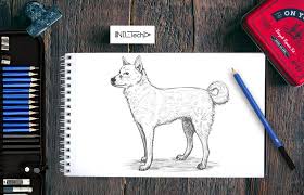 Add a two curved lines with a pointed angle at the beginning for the dog's cheekbones. The Easy Way To Draw A Dog Step By Step Shop Nil Tech
