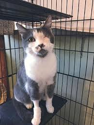 Atlanta pet rescue & adoption. Pictures Of Adele Id 11188515 A Female Domestic Shorthair For Adoption At Atlanta Animal Rescue Friends Inc Stone Mounta Pet Adoption Cat Adoption Saving Cat