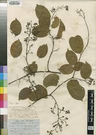 Image result for Securidaca welwitschii