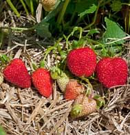 Strawberry Planting Harvesting Program Johnnys Selected Seeds