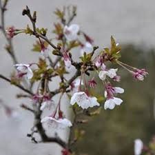 Cerisier A Fleurs Kojo No Mai Cerisier Du Japon Nain Planter Des Arbres Fruitiers Cerisier Japonais Arbre De Jardin