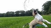 Oostenrijkse kortharige pinschers zijn assertieve en oplettende, levendige en speelse honden die bijzonder toegewijd en vriendelijk zijn voor mensen die ze kennen. Typisch Een Oostenrijkse Pinscher Youtube