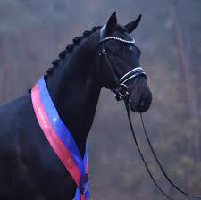 The modern oldenburg is managed by the association of breeders of the oldenburger horse, which enacts strict selection of breeding stock to ensur. International Top Stallions Oldenburger Pferdezuchtverband