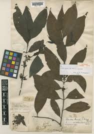 Image result for Aidia micrantha