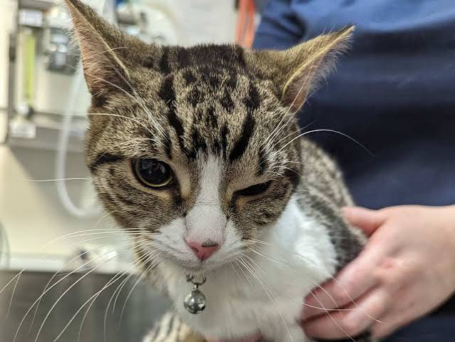 Why Is My Cat's Eye Swollen? - Cats.com