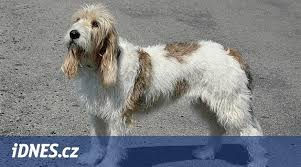 Image result for malý vendéeský hrubosrstý honič