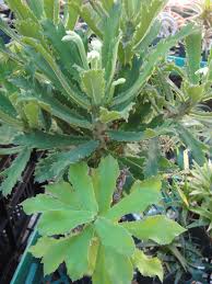 Image result for Monadenium torrei