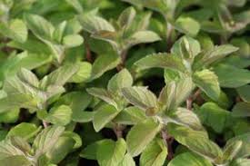 Image result for Mentha aquatica