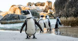 From invasive predators to toxic plastics, penguins around the world face a litany of serious threats. The Top 5 Threats To Penguins And What You Can Do To Help Oceana