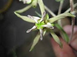 Image result for Stathmostelma