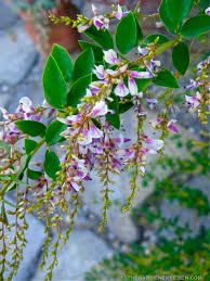 The common name is bush clover. Late Summer S Garden Delight Lespedeza Thunbergii Edo Shibori Beautiful Bush Clover Buzzing With Bees The Gardener S Eden