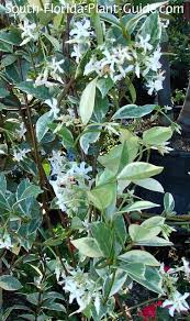 Maybe you would like to learn more about one of these? Confederate Jasmine Vine