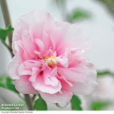Image result for Hibiscus syriacus ´Pink Chiffon