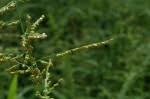 Image result for Urochloa deflexa