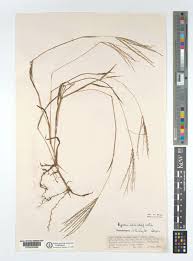 Image result for Digitaria debilis