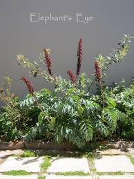 Image result for Melianthus major
