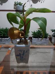 Bonsai kelapa menjadi salah satu jenis bonsai yang banyak diminati oleh sebagian orang. Romy Budidayakan Bunga Bonsai Kelapa Di Kotamobagu Kotamobagupost Com