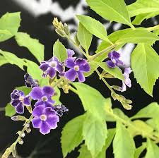 Image result for Duranta erecta