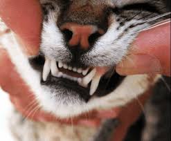 smena zubov u koshek lapa pomoshi yandeks dzen