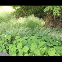 American lung association's lung force unites women and their loved ones across the country to stand together for lung health and against lung cancer. E Koreanum Garden Vision Epimediums