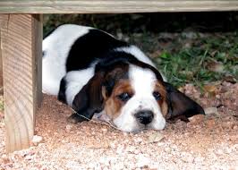 Black And White Basset Hound Puppy Basset Hound Puppy I Want One For Christmas More Then Anything Hound Puppies Basset Hound Beagle Basset Hound Puppy